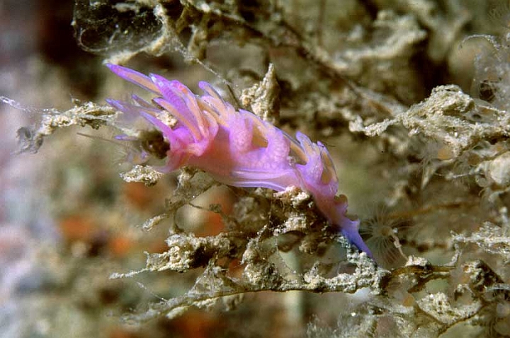 10 Flabellina affinis.jpg